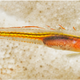 Ember goby. (Image: Barry Brown via PLOS One)